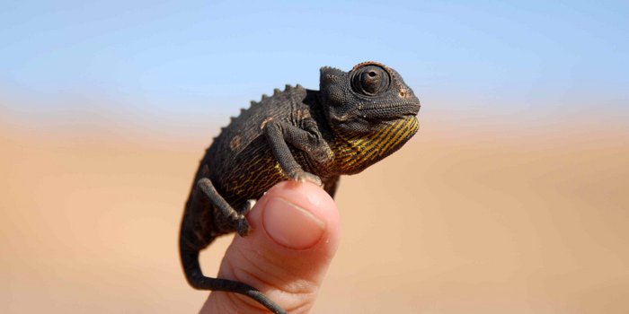 Die Little Five auf der Living Desert Tour entdecken - Wüstenchamäleon sitzt auf dem Finger