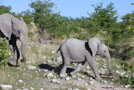 Namibia mit Kindern - Namibia for family individuell - Elefantenherde im Etosha Nationalpark