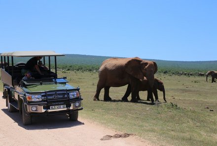 Garden Route mit Kindern - Reisebericht zu Südafrika Reisen mit Kindern - Safari im Addo Nationalpark