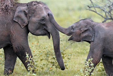 Sri Lanka mit Jugendlichen - Elefanten im Gal Oya Nation