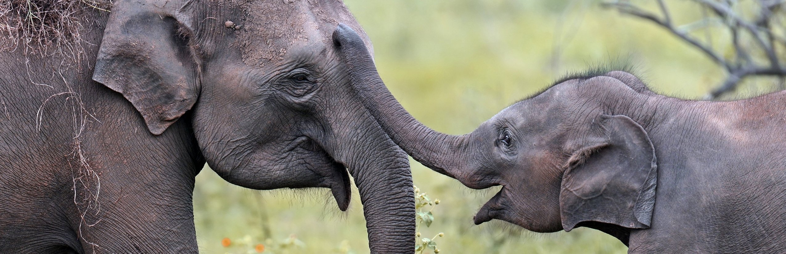 Familienreisen Sri Lanka - Sri Lanka for family Summer  - Elefanten