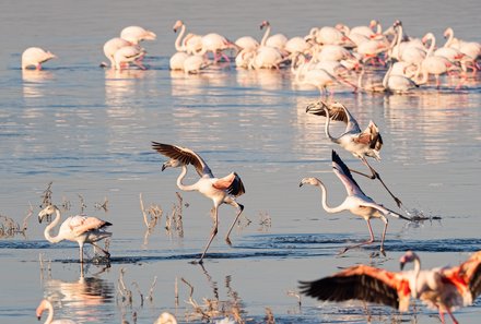 Botswana Familienreise - Botswana Family & Teens - Vogelherde im Wasser