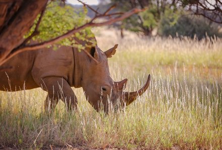 Familienreisen Namibia - Okapuka Safari Lodge - Pirsch - Nashorn