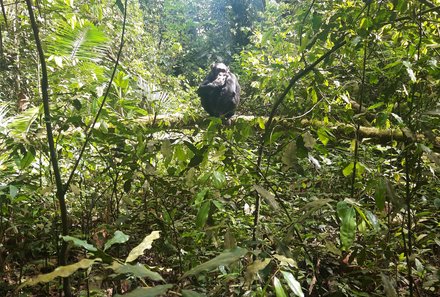 Uganda Familienurlaub - Uganda Family & Teens - Schimpansen-Tracking
