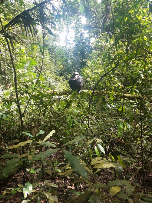 Svenja in Uganda - Familienreise nach Uganda - Schimpanse im Baum