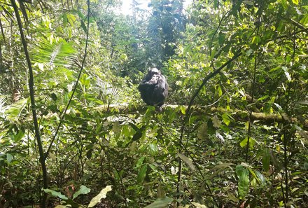 Uganda Individualreise - Uganda for family individuell - Auf der Pirsch zu Schimpansen