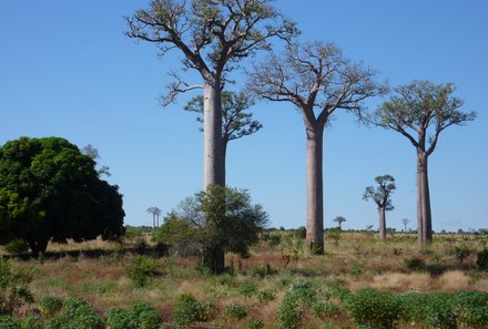 Botswana Familienreise - Botswana for family individuell - Baobab Bäume