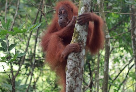 Bali mit Kindern - Java Bali Family & Teens   - Orang Utan auf Sumatra
