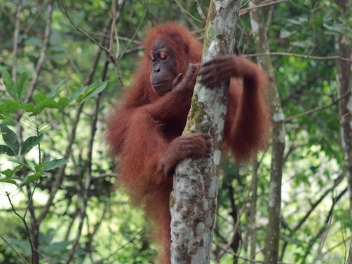 Bali Familienurlaub - Affen auf Sumatra mit Kindern