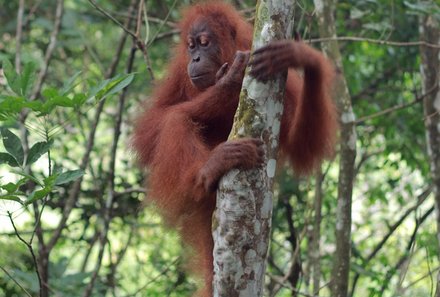 Bali mit Kindern - Orang Utan auf Sumatra