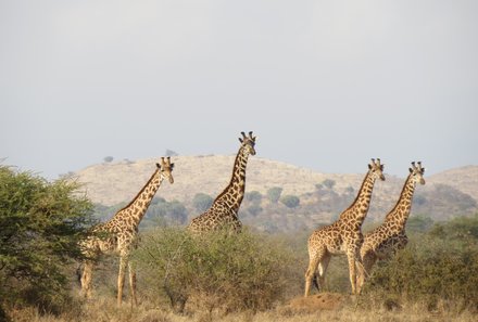 Tansania mit Kindern  - Tansania for family - Giraffen