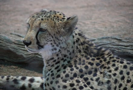 Familienurlaub Namibia - Namibia for family - Besuch bei AfriCat