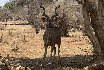 Botswana mit Kindern - Botswana Fly-In-Safari individuell - Chobe Nationalpark mit Gazelle