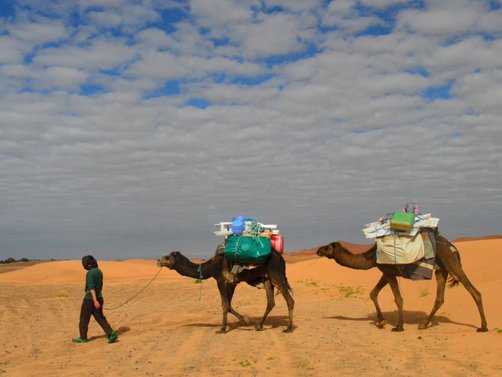 Oman Fernreisen mit Kindern - die beliebtesten Familienreisen von For Family Reisen- Zwei Kamele 
