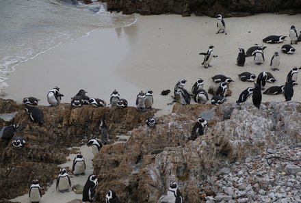 Garden Route mit Kindern - Garden Route for family - Pinguinkolonie