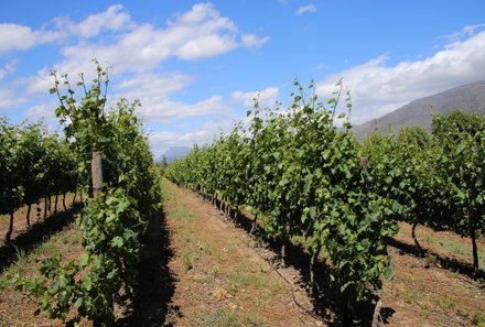 Kapstadt Familienreise - Kapstadt for family individuell - Stellenbosch Weingut mit grünen Reben