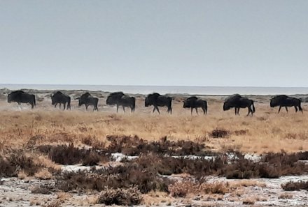 Namibia Familienurlaub - Namibia Family & Teens - Etosha Nationalpark - Herde Gnus