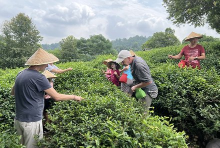 China mit Kindern - China for family - Familien auf Teeplantage in Guilin