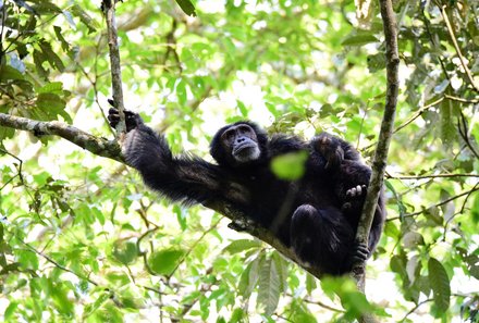 Uganda Familienurlaub - Uganda Family & Teens - Kyamboura Schlucht Schimpanse auf Baum