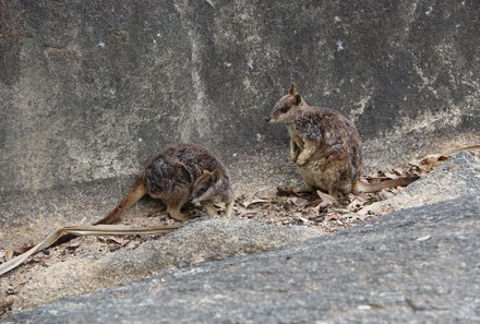  Australien for family - Australien Familienreise - Wallabys