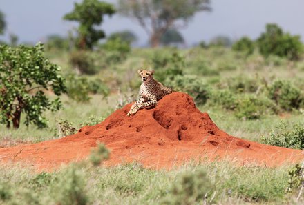 Kenia Familienreise - Kenia for family individuell - Gepard auf einem Sandhügel