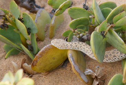 Namibia Familienurlaub - Namibia Family & Teens - Little Five Swakopmund - Schlange