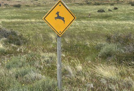 Patagonien Family & Teens - Grenze nach Chile - Guanakos Schild