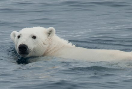 Familienreise Arktis - Arktis Reise mit Jugendlichen - Eisbär im Wasser