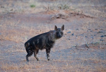 Namibia Deluxe Familienreise individuell - Sossusvlei - Tier in der Wüste
