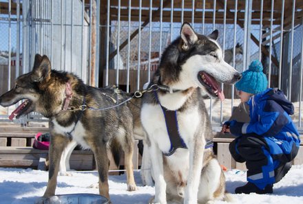 Schweden for family Winter - Hundeschlittentour - Huskys