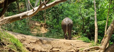 Feedback THFFSD - Osterferien 2024 - Thailand for family - Elefant von hinten