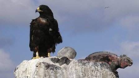 Galápagos mit Kindern - Beste Reisezeit und die Besonderheiten von Galapagos - Greifvogel