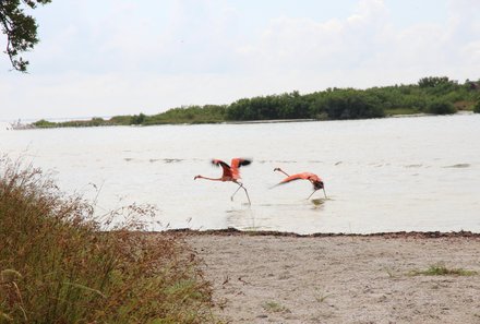 Familienreise Mexiko - Mexiko for family - Flamingos