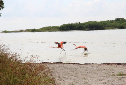 Familienreise Mexiko - Mexiko for family - Flamingos