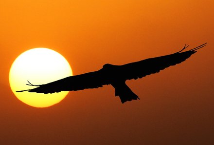 Kenia Familienreise - Kenia for family individuell - Diani Beach - Vogel fliegt in den Sonnenuntergang