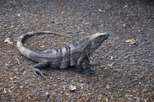 Costa Rica mit Kindern Erfahrungen - Costa Rica mit Kleinkindern - Costa Rica mit Kindern Blog - Leguan