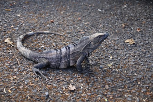 Costa Rica mit Kindern Erfahrungen - Costa Rica mit Kleinkindern - Costa Rica mit Kindern Blog -  Leguan