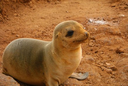 Galápagos mit Kindern - Beste Reisezeit und die Besonderheiten von Galapagos - Babyrobbe