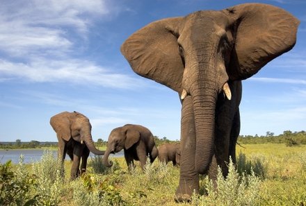 Botswana Familienreise - Botswana for family individuell - Nahaufnahme Elefant