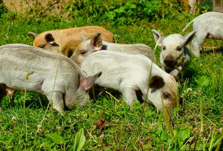 Rumänien mit Kindern - Landleben Rumänien - Ferkel