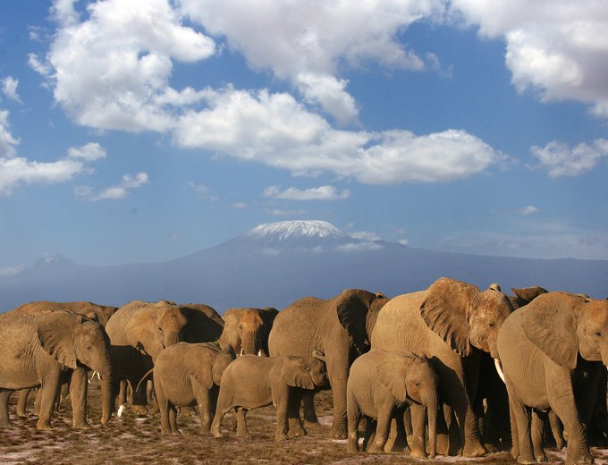 Kenia Familienreise - Elefanten vor Kilimajaro - Kenia for family