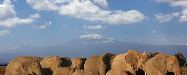 Kenia Familienreise - Elefanten vor Kilimajaro - Kenia for family