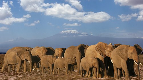 Familiensafaris - Die 6 besten Safari-Gebiete für Kinder - Safaris mit Kindern im Amboseli Nationalpark zu Elefantenherden