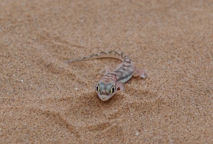 Namibia Familienreise im Mietwagen - Swakopmund - Little Five Tour - Salamander 