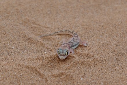 Namibia Familienurlaub - Namibia Family & Teens - Little Five Swakopmund - Gekko