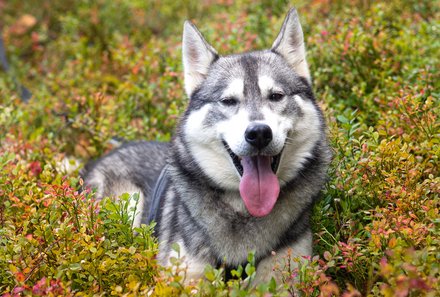 Finnland Familienreise - Finnland for family - Erkundung der Natur - Freundlicher Husky