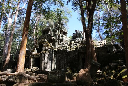 Vietnam & Kambodscha Familienreisen - Tom Raider Tempel Ta Prohm 