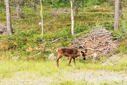 Schweden Familienreise - Schweden for family - Polarkreis - Rentiere