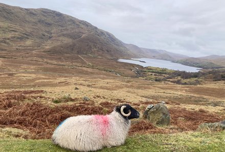 Irland Familienreise - Irland for family - Schaf mit Aussicht