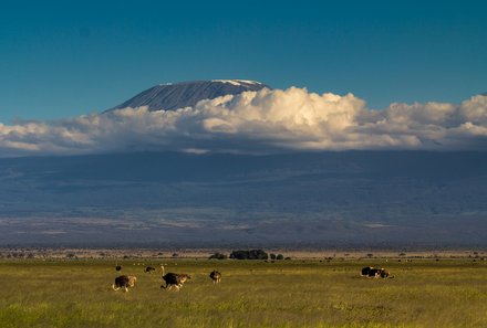 Kenia Familienreise - Kenia for family - Strauße im Amboseli Nationalpark